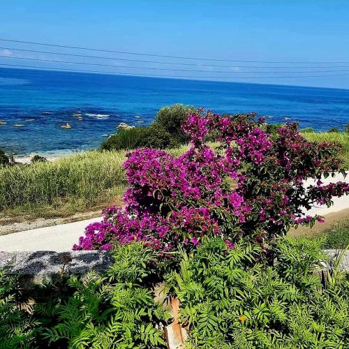a bush of purple flowers next to the ocean at VILLA VRACHOS Preveza in Vráchos