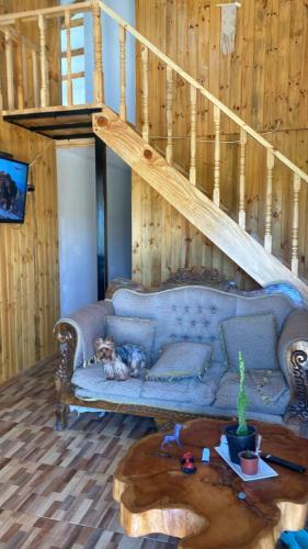 ein Hund auf einer Couch im Wohnzimmer in der Unterkunft Terraza vista hermosa in Lolol