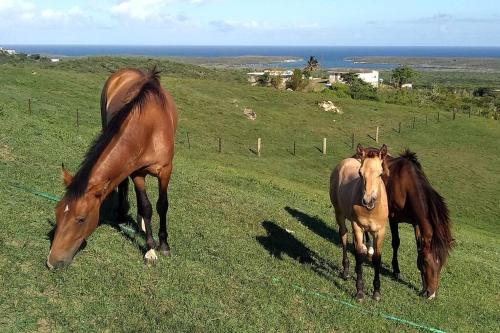Gallery image of Oceanview Apartment with Garden Access in Vieques
