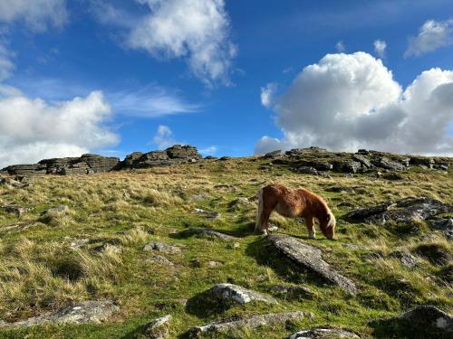 Ein Pferd weidet auf einem grasbewachsenen Hügel mit Felsen in der Unterkunft Sandpipers Cottage - Devon Sleeps 4, Garden, rural, Dog friendly in Holsworthy