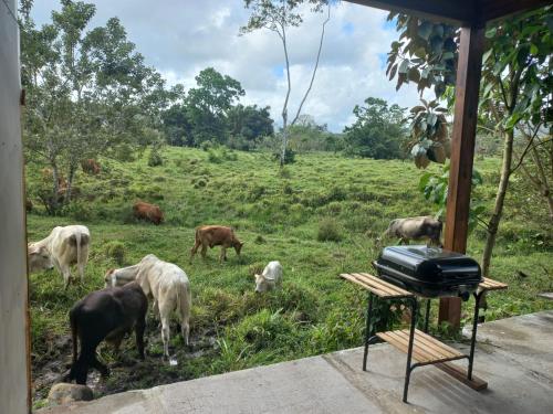 un groupe de vaches pacant dans un champ avec grill dans l'établissement hospedaje nacho 3, à Chiles