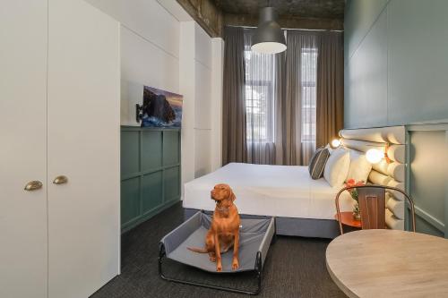 ein Schlafzimmer mit einem Hund auf einem Bett in einem Zimmer in der Unterkunft The Urban Newtown in Sydney