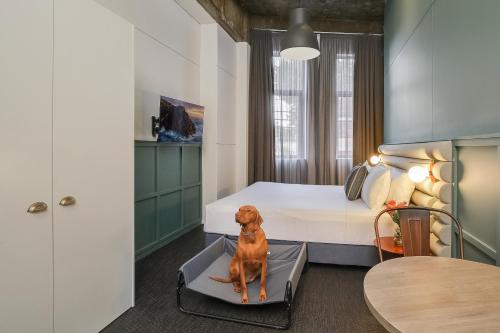 a bedroom with a dog sitting on a bed in a room at The Urban Newtown in Sydney