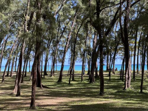 a group of trees in a field with the ocean in the background at Tropical 3-bedrooms Coastal Residence Creolia2 in Pointe aux Cannoniers