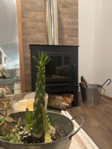 a cactus in a pot on a table in front of a fireplace at Unica y mágica casa Ocean Park in Ocean Park