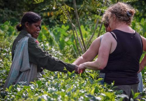 Gallery image of Manikgoda Tea Paradise in Matugama