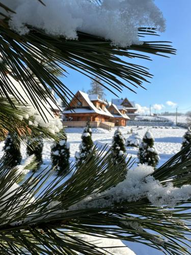a snow covered pine tree with a house in the background at Chaty Misiagi in Poronin