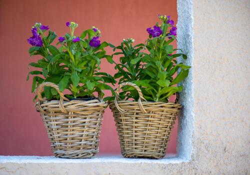 dos cestas con flores púrpuras en una pared en Oinopia Apartments, en Aegina Town