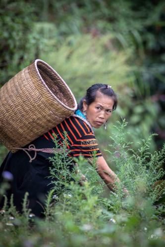 a woman walking through a field with a basket on her back at Sapa Riverside Homestay in Sa Pa