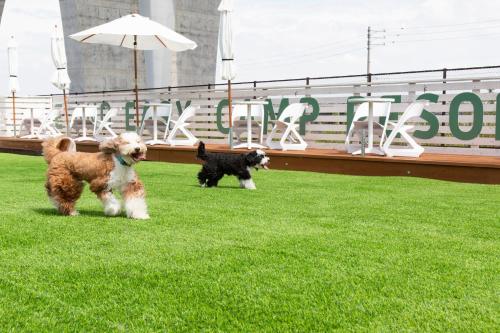 two dogs walking in the grass on a boat at glampark FREE AND EASY CAMP RESORT　三重県 in Komono