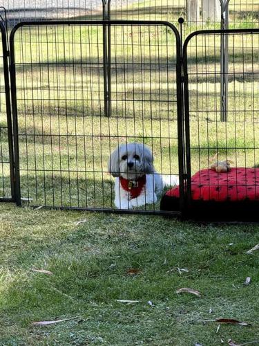 a dog laying on a dog bed in a cage at Tranquil getaway amidst nature in Icy Creek in Fumina