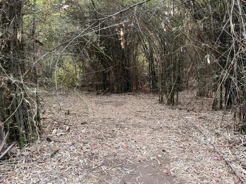 a wooded area with trees and leaves on the ground at Brook Ville in Sasan Gir