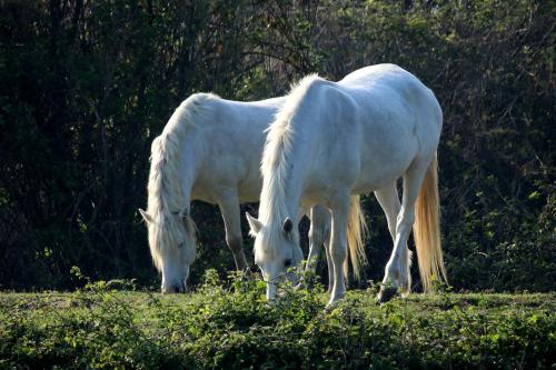 two white horses eating grass in a field at Villa Lovi in Bassano del Grappa