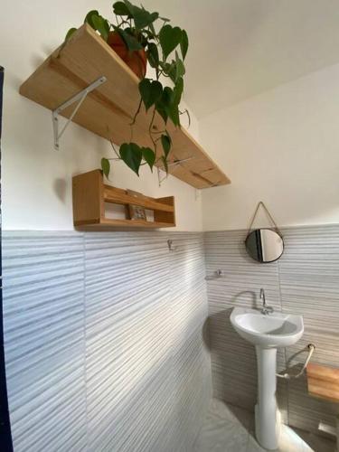 un bagno con lavandino e pianta in vaso di Apartamento Rua Direita a Salvador