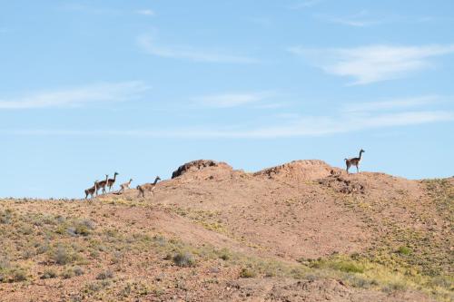 a group of animals standing on top of a hill at Isla Leones Camps in Camarones