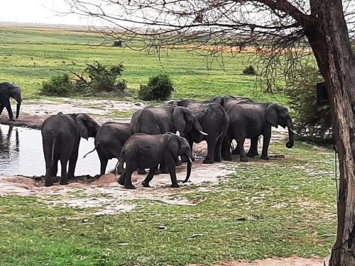 a herd of elephants standing near the water at Mwandi View in Kavimba