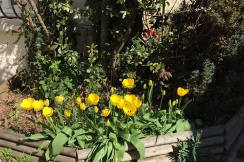 un bouquet de fleurs jaunes dans un jardin dans l'établissement Gtes aux Portes de lEure Les Tournesols, à Vernon