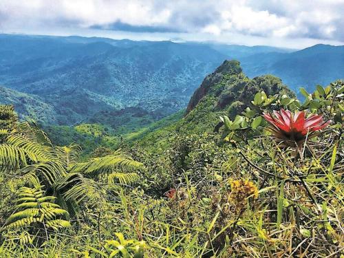 a view of a mountain with a red flower at Trocean View, Amazing Ocean View in Rio Grande
