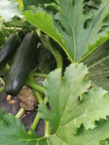 a close up of two cucumbers on a plant at La Mimosa Case Vacanze in Marsala