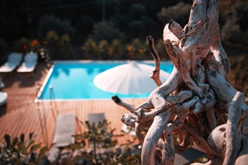 una rama de árbol seca junto a una piscina en Trulli JaJa en Alberobello