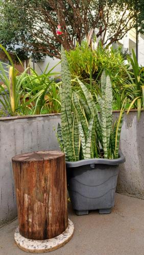 Jardín al aire libre en Recanto dos pássaros