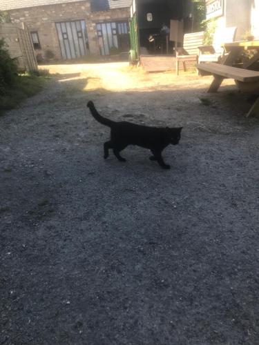 um gato preto a andar por um pátio de cascalho em The Northmore Arms em Throwleigh