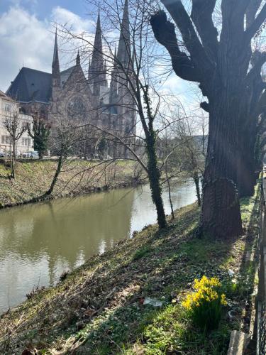 ein Baum neben einem Fluss vor einer Kirche in der Unterkunft Le petit Brooklyn in Straßburg