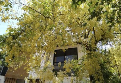 a tree with yellow leaves in front of a house at 519@jamtree in Colombo