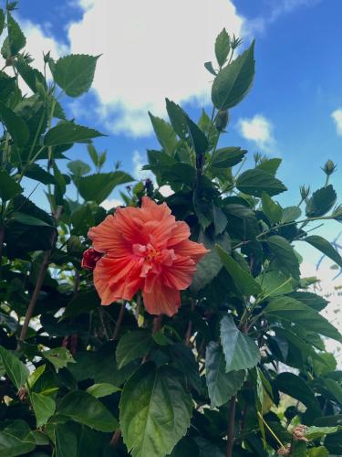 a red flower on a tree with green leaves at Happy-Nest (First floor) in Marigot