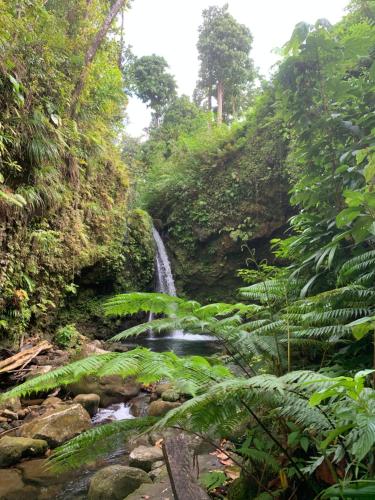 a waterfall in the middle of a forest at Happy-Nest (First floor) in Marigot