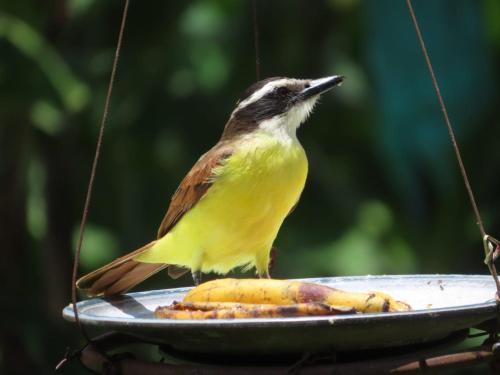 a yellow bird sitting on a plate with a banana at Alojamiento el Recuerdo in Montenegro