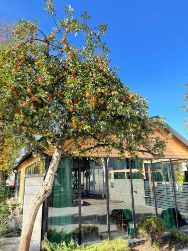 a tree with oranges on it in front of a building at BOHO HOUSE in Ustrzyki Dolne