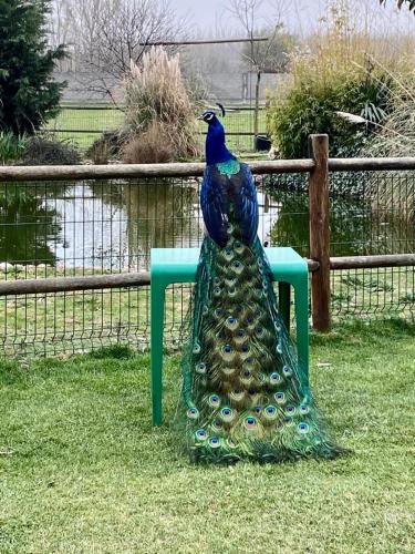a peacock sitting on a chair in the grass at Los Reales in Carrizo de la Ribera
