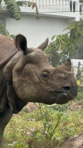 a statue of a rhino standing in the grass at Chautari Garden Resort in Sauraha