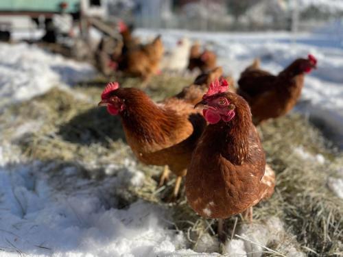 un gruppo di polli in piedi nella neve di Ferienwohnung "Beim Henser" a Wallgau