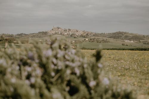 a field of flowers with a town in the background at Belcasale in Vignale Monferrato