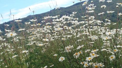 a field of white flowers in a grassy field at Kenmare Eco Lodge in Kenmare