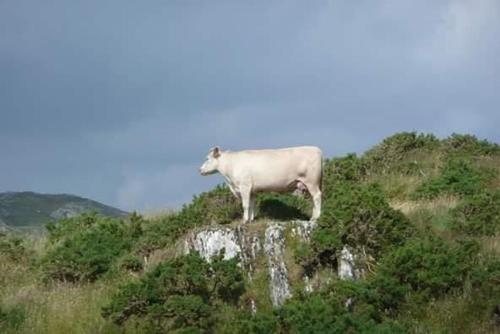 a white cow standing on top of a mountain at Kenmare Eco Lodge in Kenmare