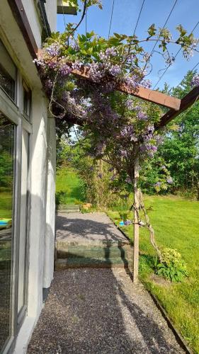 a tree with purple flowers hanging off the side of a house at Kenmare Eco Lodge in Kenmare