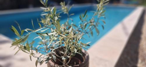 une plante dans un vase à côté d'un mur dans l'établissement Gîte avec piscine et jacuzzi partagés en Cévennes, à Cros