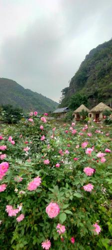 a field of pink flowers with mountains in the background at Hang Mua Eco Garden in Xuân Sơn