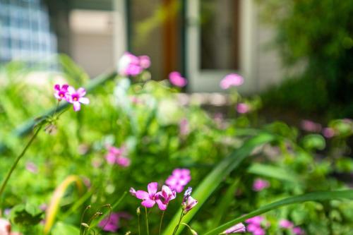 a garden of pink flowers in front of a house at Retro Loft steps from Duke in Durham
