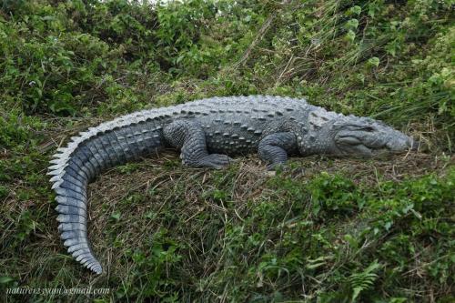 a crocodile laying on the ground in the grass at Hotel Horizon Homes - Sauraha Chitwan in Sauraha