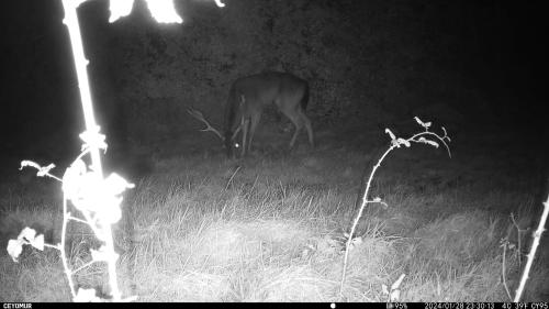 a deer eating grass in a field at night at Glamping Pod Thady Killynick County Fermanagh in Enniskillen