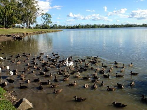 a bunch of ducks in the water on a lake at Rocky Gardens Motor Inn Rockhampton in Rockhampton