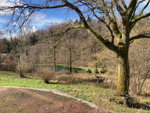 a tree in a field with a body of water at Le gîte du Chat Sauvage in Le Clerjus