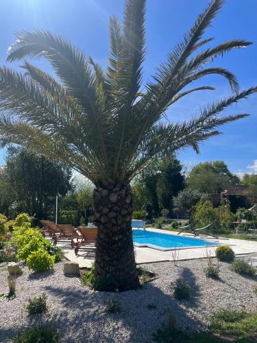un palmier en face d'une piscine dans l'établissement Le Domaine d'Etaville, à Sottevast