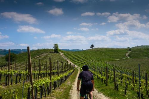 a person riding a bike down a dirt road through a vineyard at AgriHotel Villa Ambra in Sant'Albino