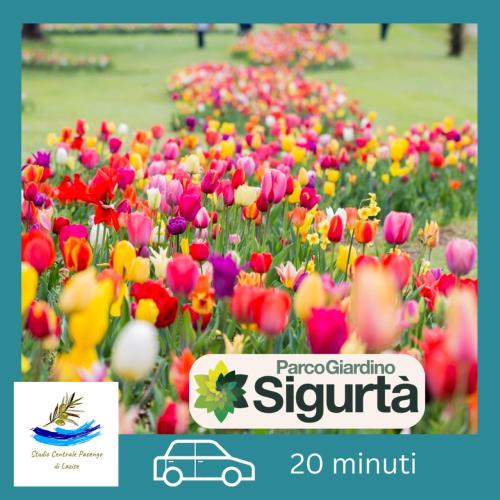 a field of flowers with a car in the middle at Studio Centrale Pacengo di Lazise in Lazise
