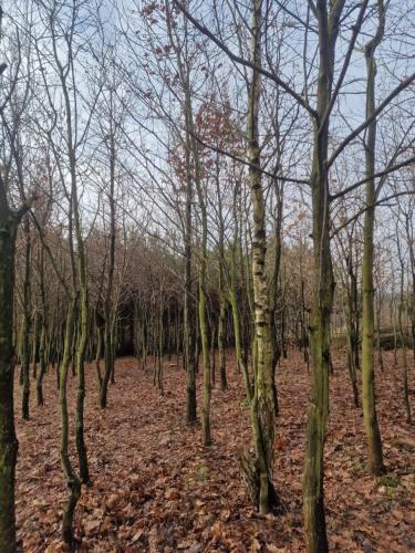 a forest of trees with leaves on the ground at Gospodarstwo Agroturystyczne Borówkowy Bukiet Smaków in Iwkowa